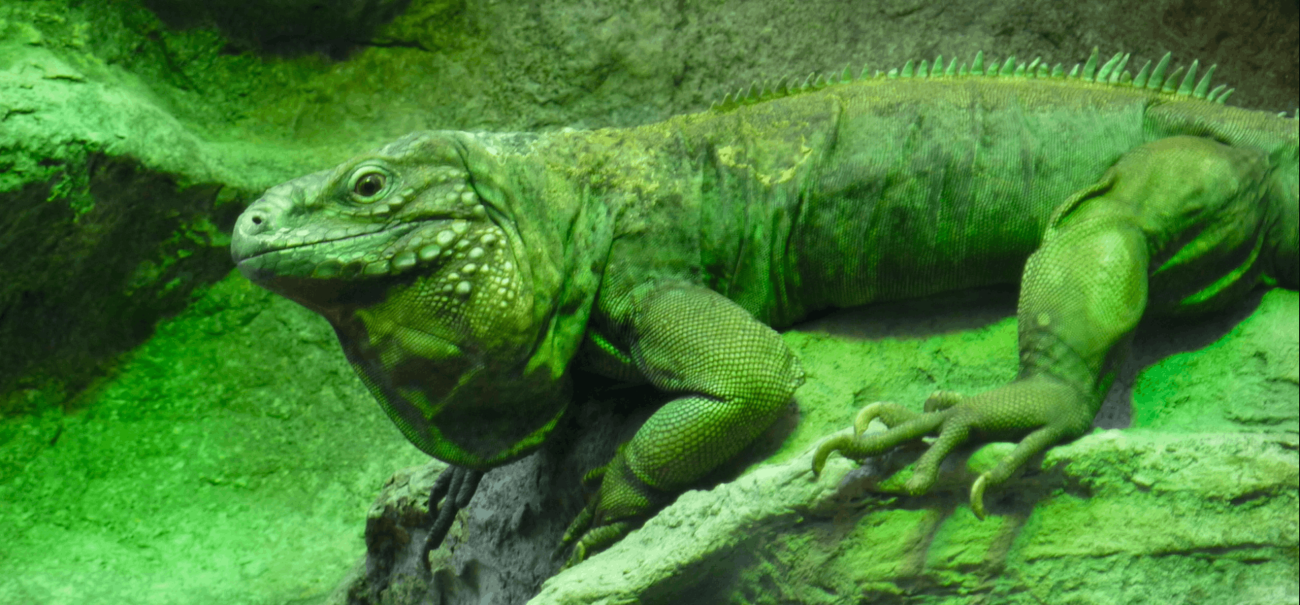 Iguana at the STL Zoo