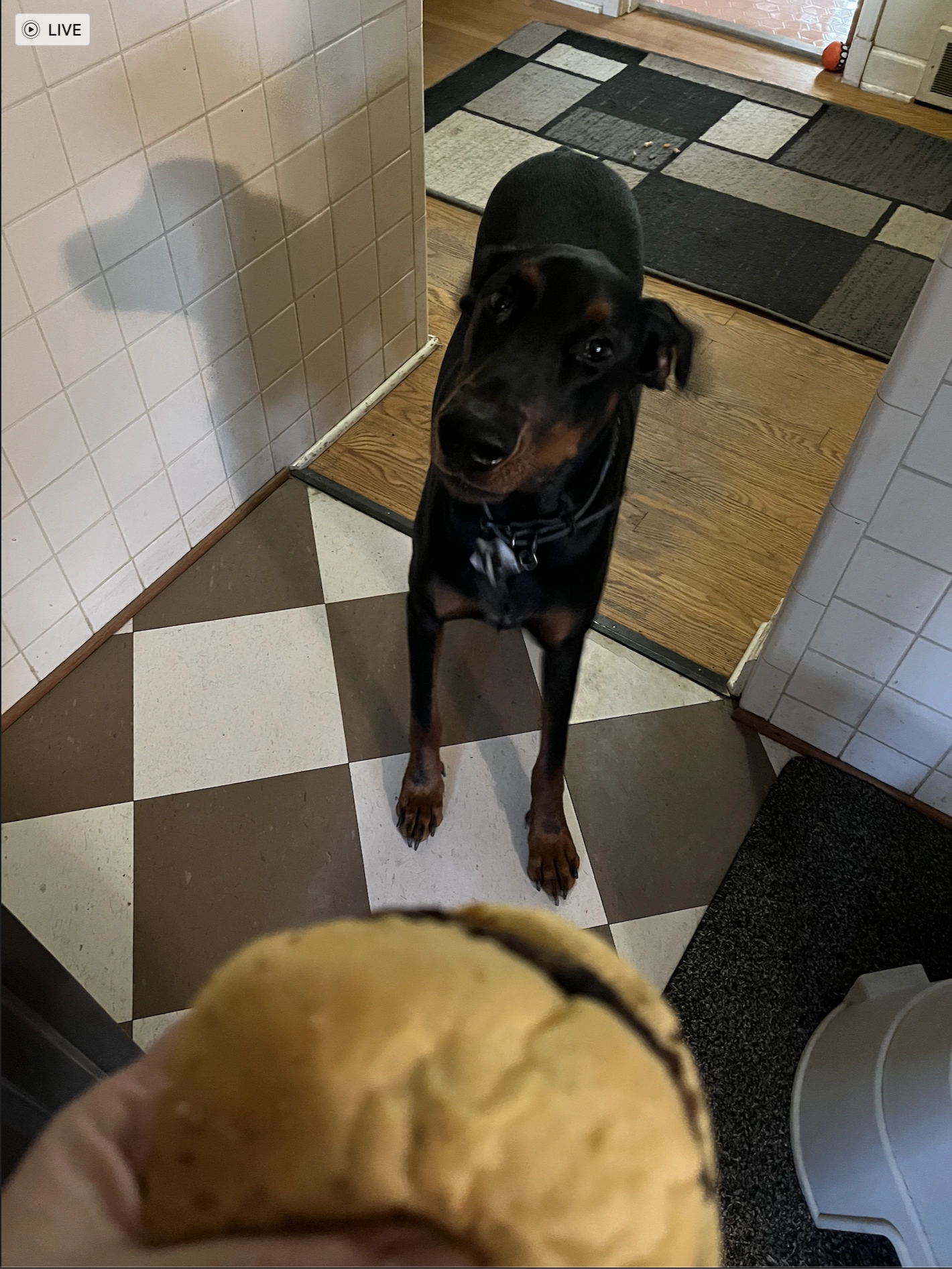 Mowgli gets his Tucker Burger